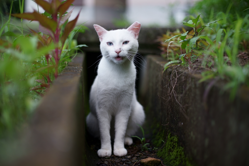 こっちにおいでよ