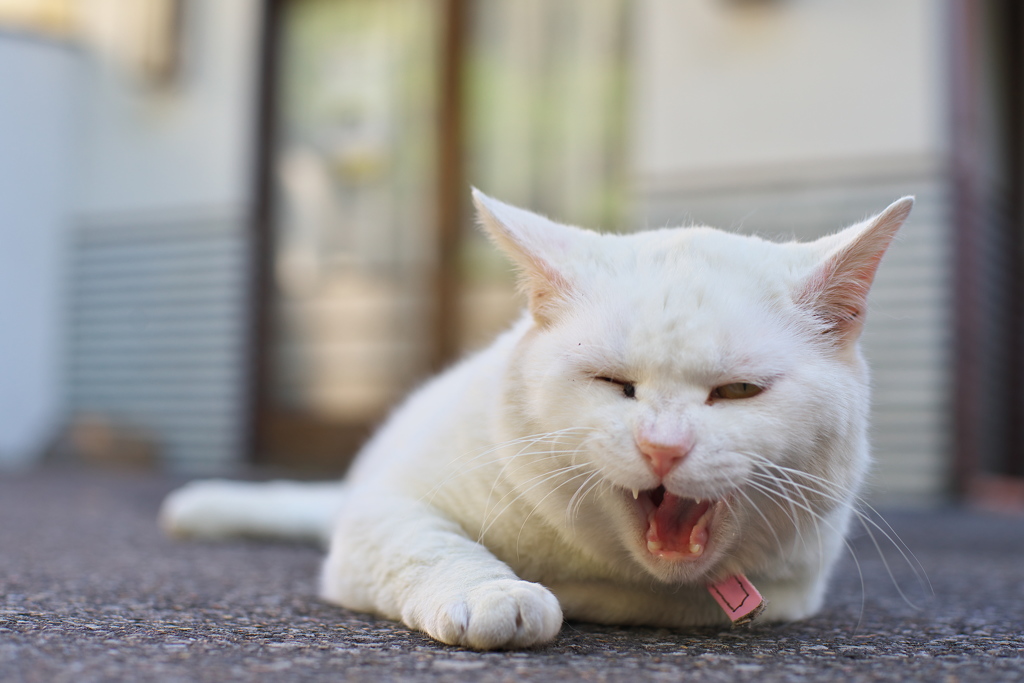 心が叫びたがってるんだ