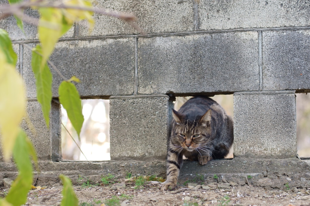 おじゃましますにゃわ