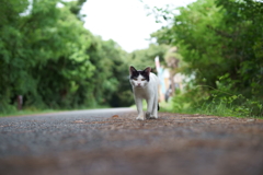あゆみ