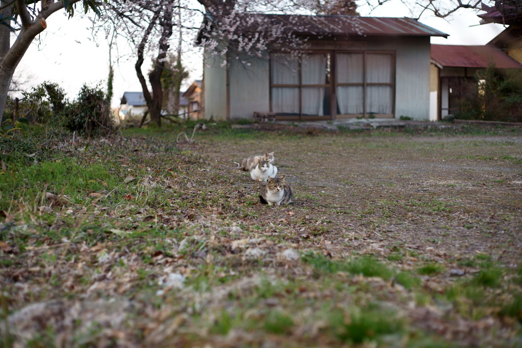 お・の・れローテーションガール