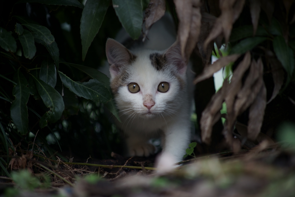 猫の細道