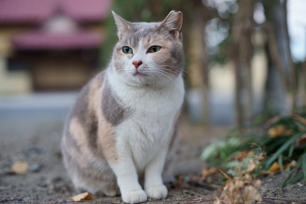 ベストコンディション