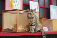 おみくじニャンボ
