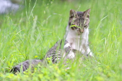 原っぱ