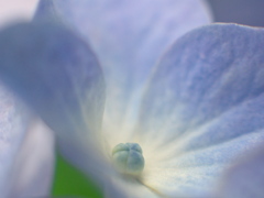 花の寿命は結構長い