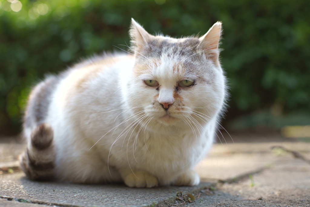 オッサンねこ