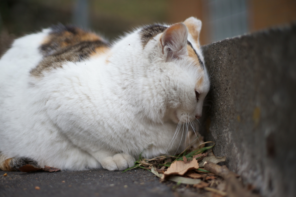 昨日は呑んだのんだ