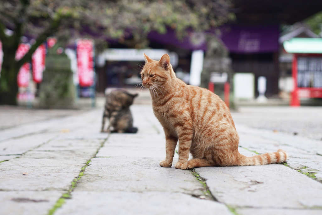 あやかりたい´65