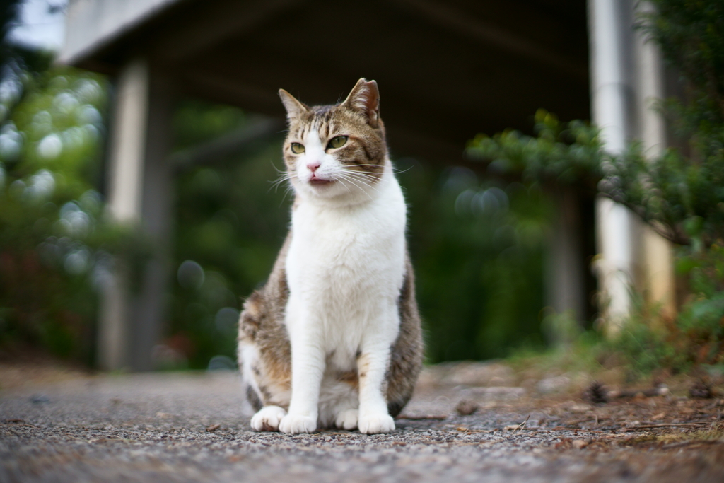 チョロイもんよ