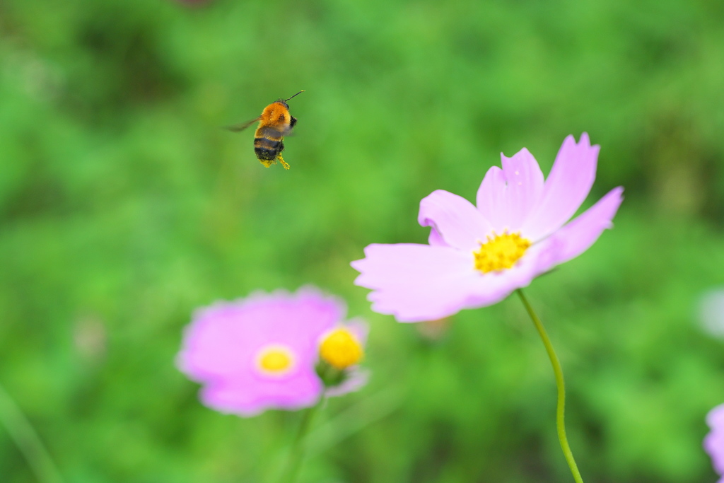 蜂のムサシは飛んだのさ