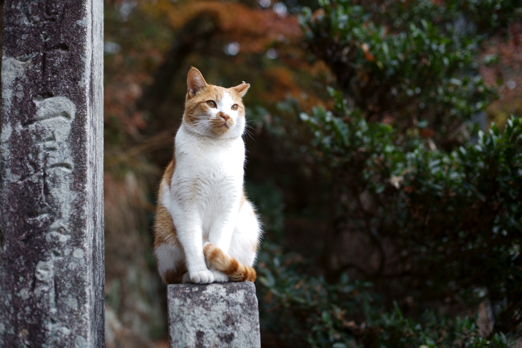 美しい姿勢