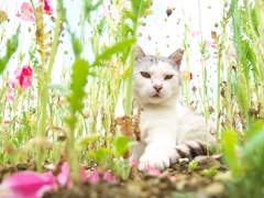 ポピーに抱かれて