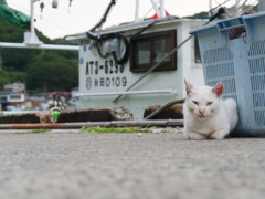 秋田の白猫