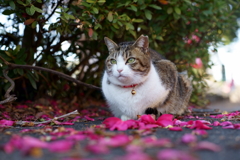 花になる