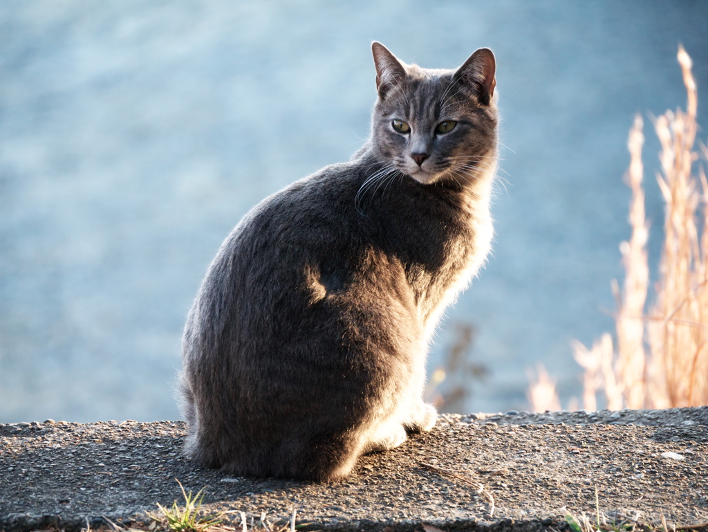 こっちをお向きよソフィア