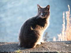 こっちをお向きよソフィア