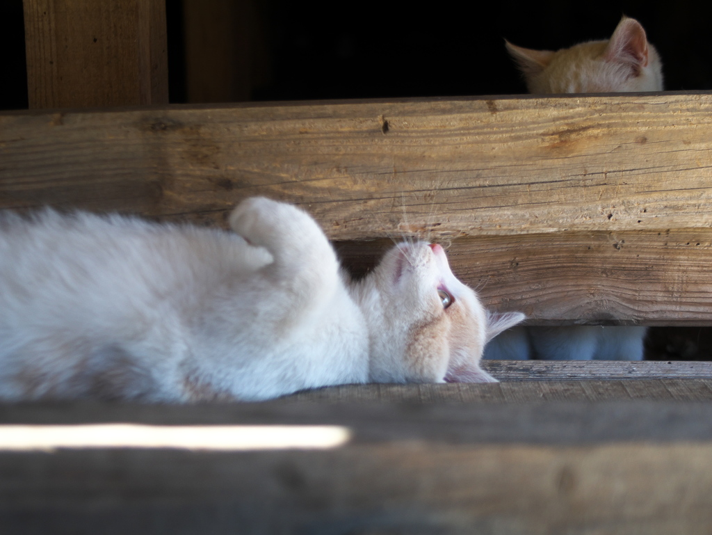 猫背矯正
