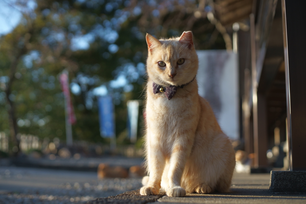 しこばる