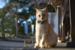 しこばる