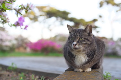 花見もイイニャー