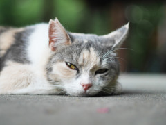 歯は痛くないよ。