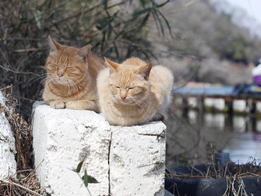 二人のハーモニー