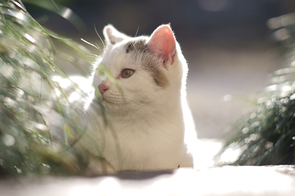 晴れの日