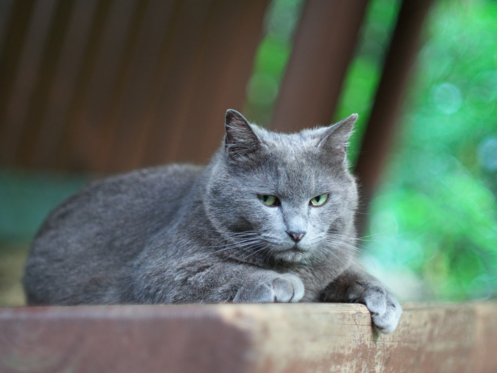 ニャンコ・デラックス