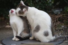 かあちゃん舌がイタイイタイ