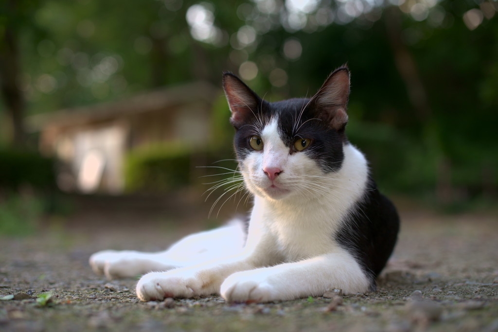 そこの子猫ちゃんぼくと遊ばない