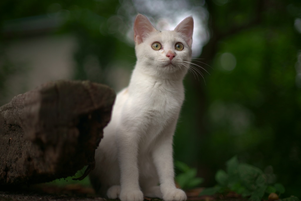 明日に向かって