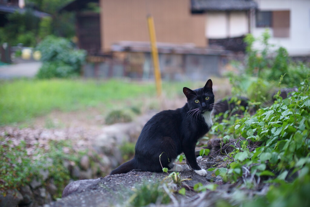 street　cat