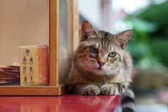 おみくじ猫
