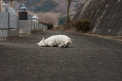 どうにもこうにも
