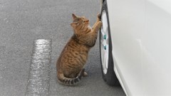 サイズはどうでしょう。