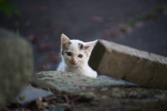 ひょっこり