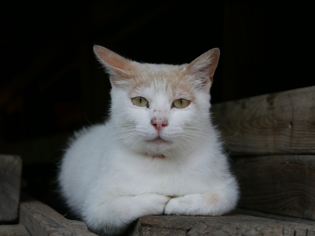 綺麗に撮って頂戴。