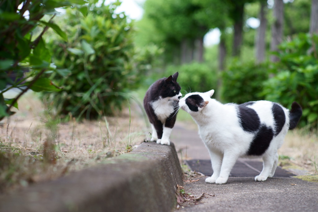ニャニ食った！