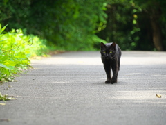 森の黒猫