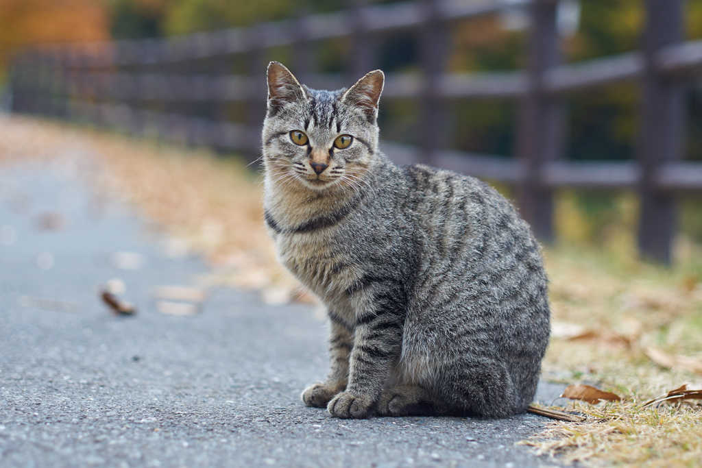 ホームタウン