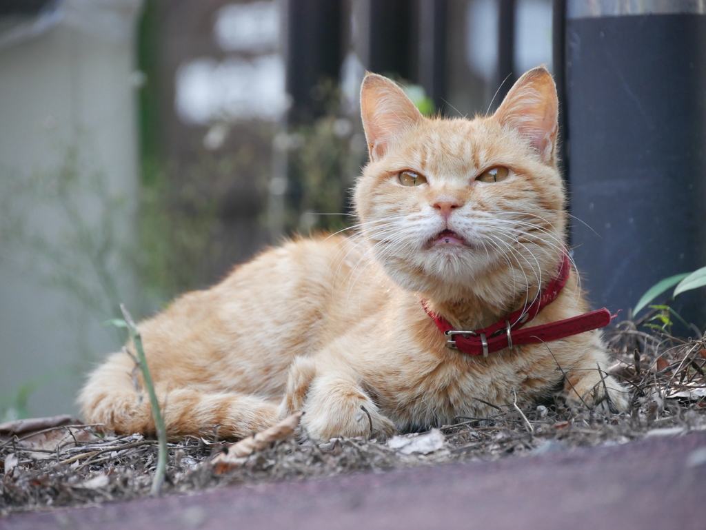 おれ捨てられた。