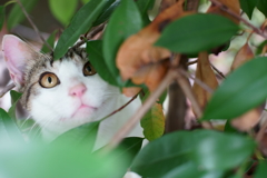 さっ！