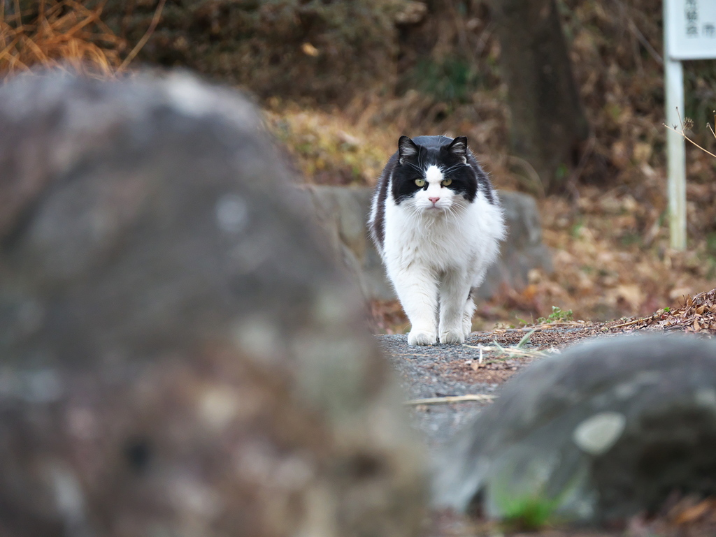 奴が来る