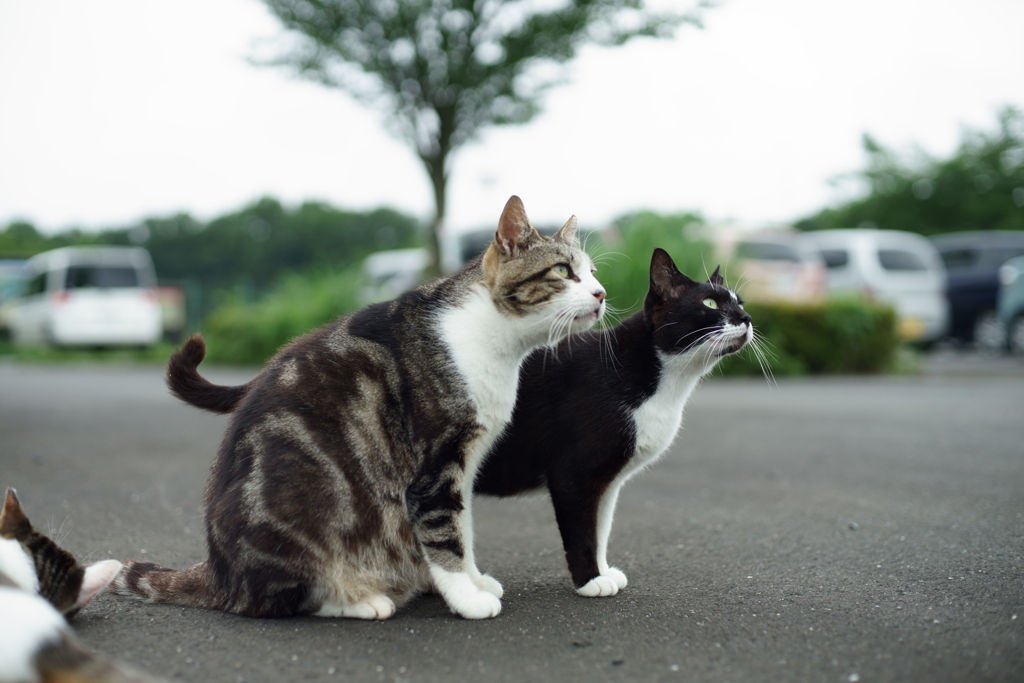 あれはニャンダー！