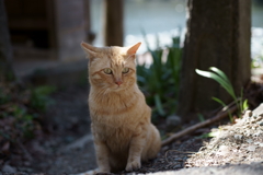 ボスは居ますか？