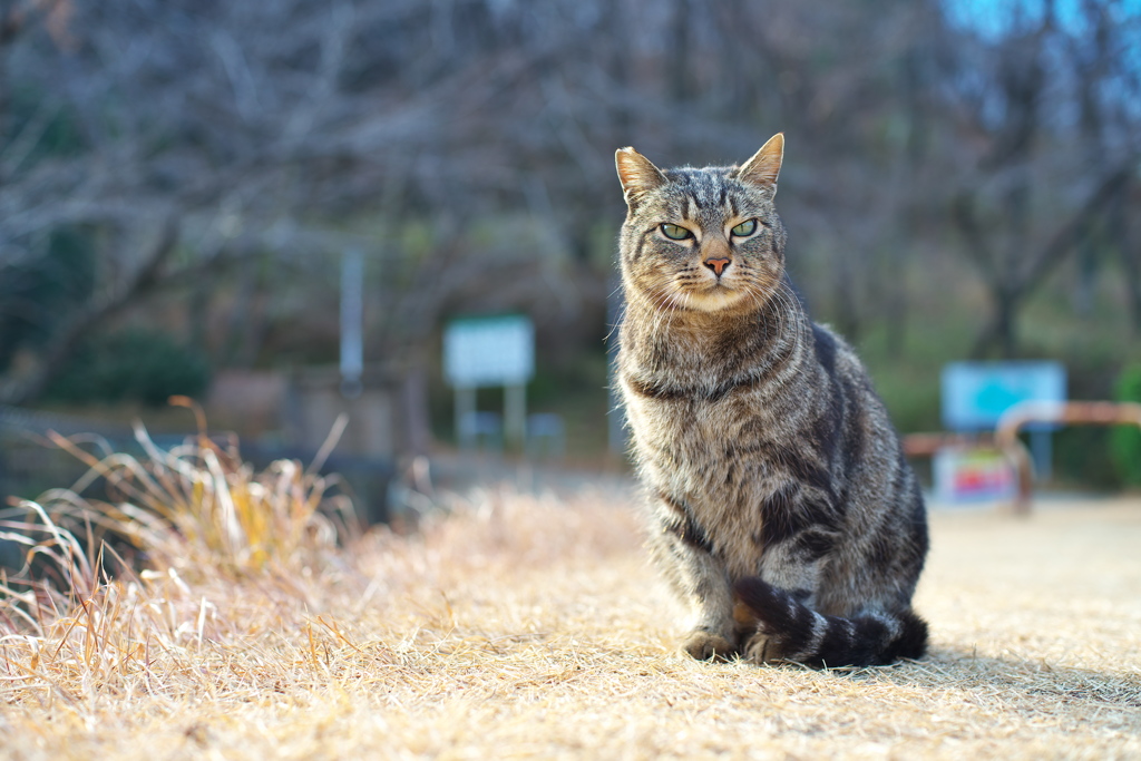 私の彼は左巻き