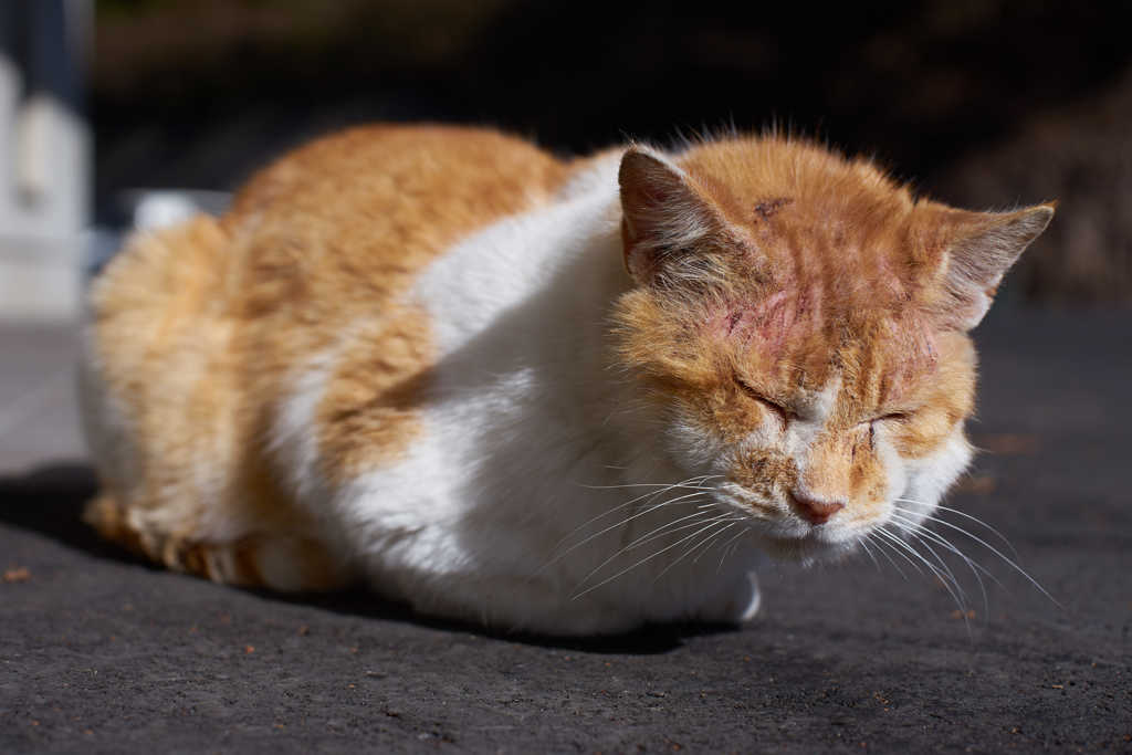 傷だらけの人生