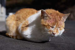 傷だらけの人生