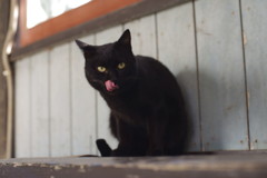ぺろ！